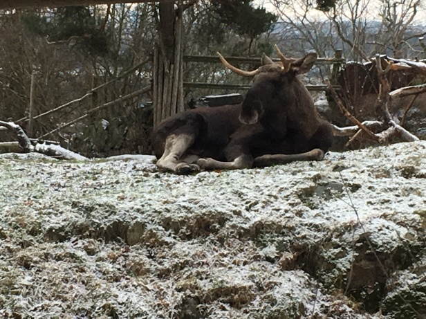 A very suave moose in Skansen Park, Stockholm